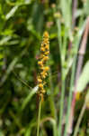 Fox sedge